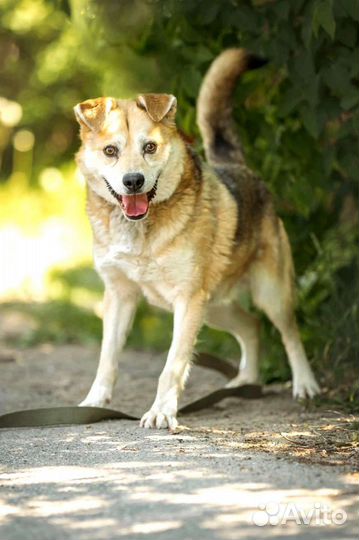 Собачка небольшая ищет себе Семью