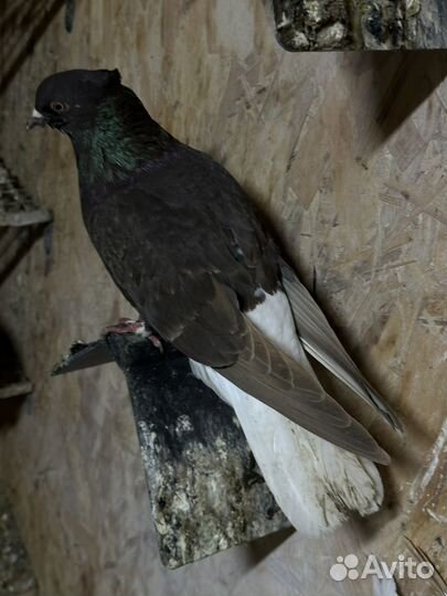 Голуби Армянскые, бакинскый, такла, иранци