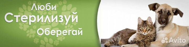 Стерилизация, Кастрация котов и кошек