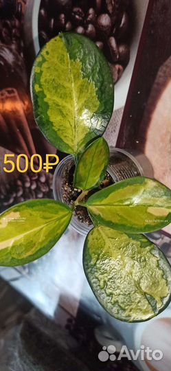 Хойя аустралис лиза