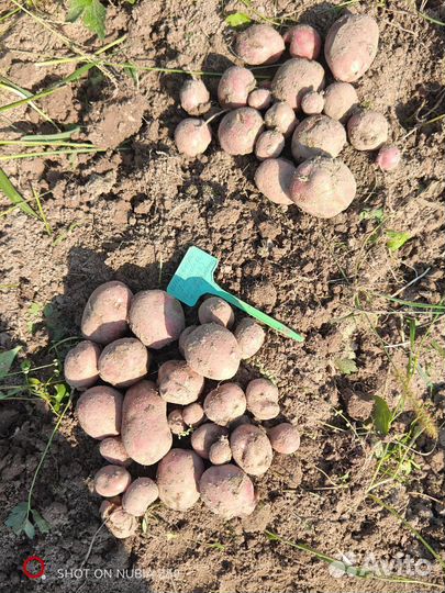 Продам картофель на посадку Сарпо мира, Друид