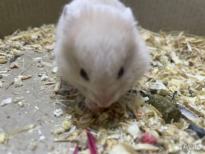 Сирийские хомячки малыши Самарская область