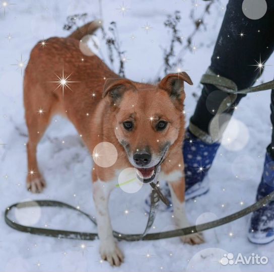 Нюра ждет своего хозяина в приюте