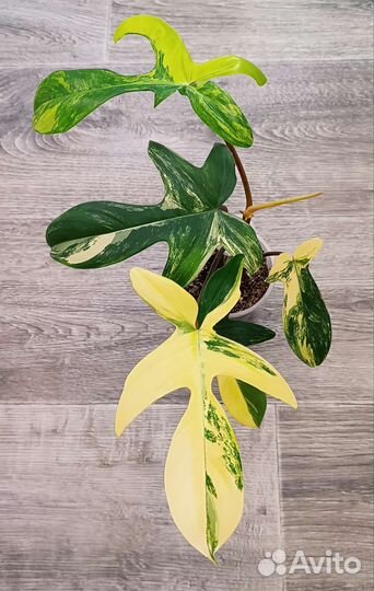 Филодендроны #2