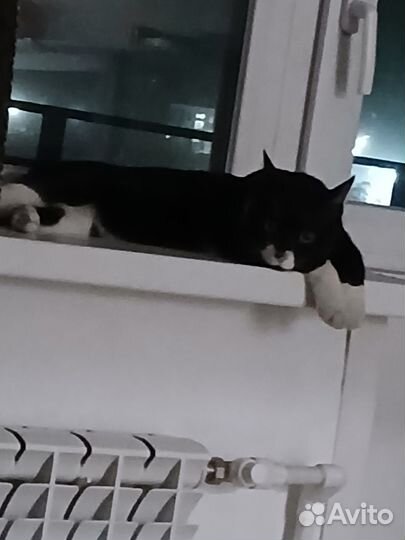 Отдам кота в добрые руки