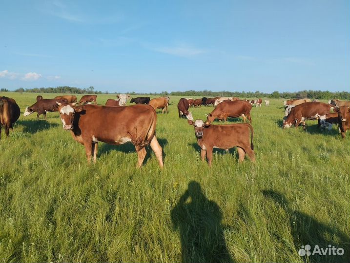 Лошадь с жеребенком,корова с теленком