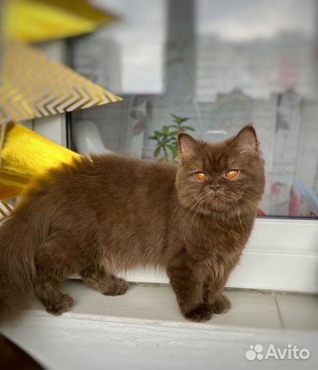 Шоколадная британка