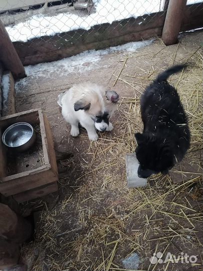 Щенки мальчики в добрые руки