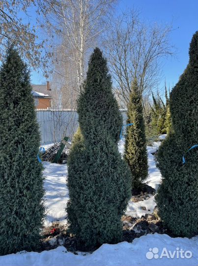 Можжевельник