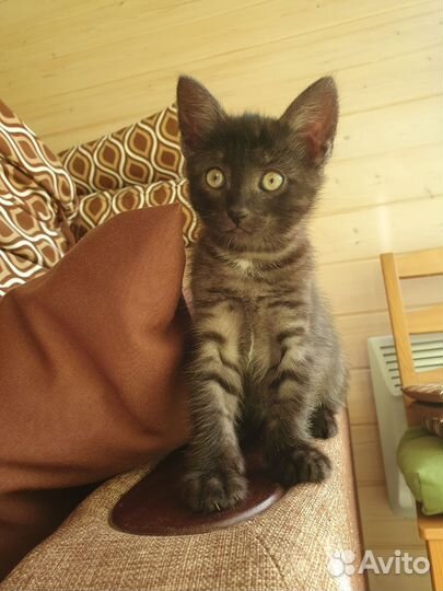 Котенок в добрые руки