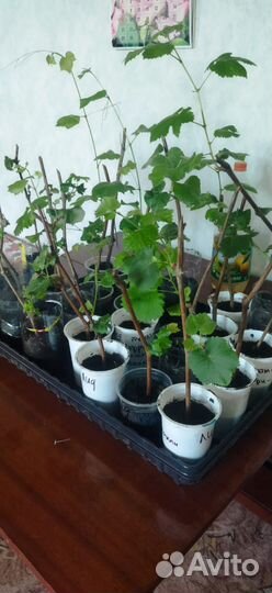 Саженцы винограда