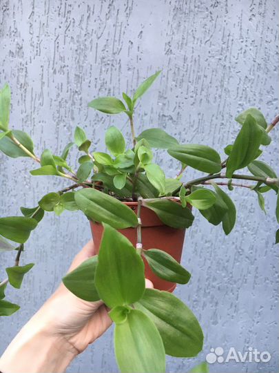 Традесканция