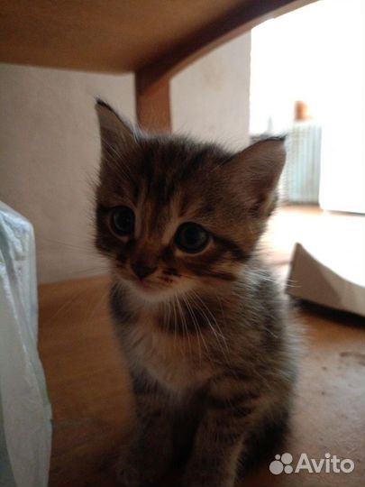 Кошка в дар бесплатно