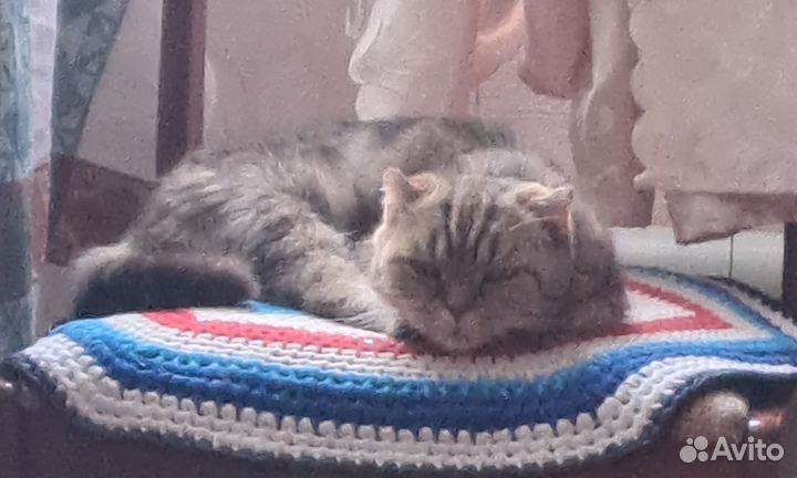 Кошечка в добрые руки