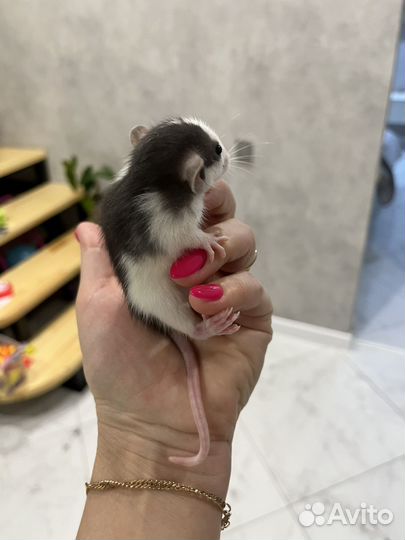 Крысы дамбо девочки