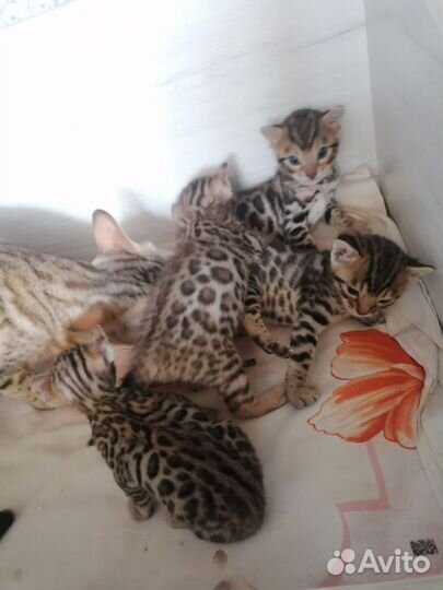 Бенгальская