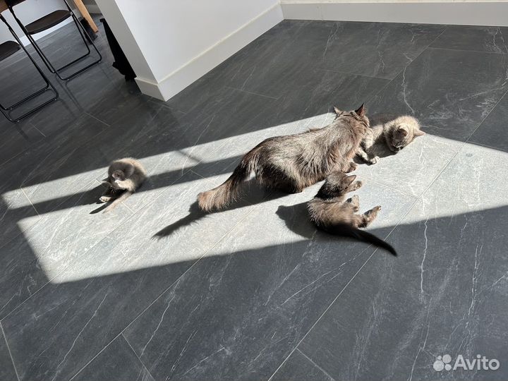 Котята в добрые руки бесплатно