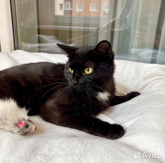 Маленькая кошка - крошка Багира в дар