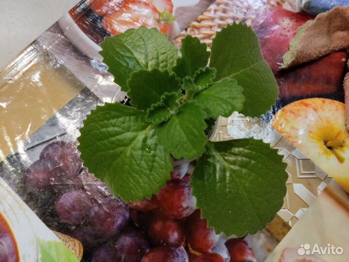 Мята комнатная