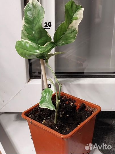 Саженцы цитрусовых, комнатный банан