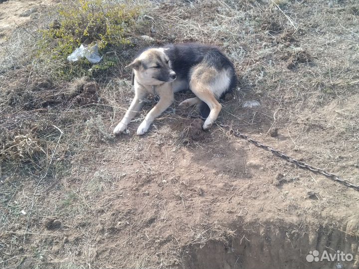 Полу немецкая овчарка