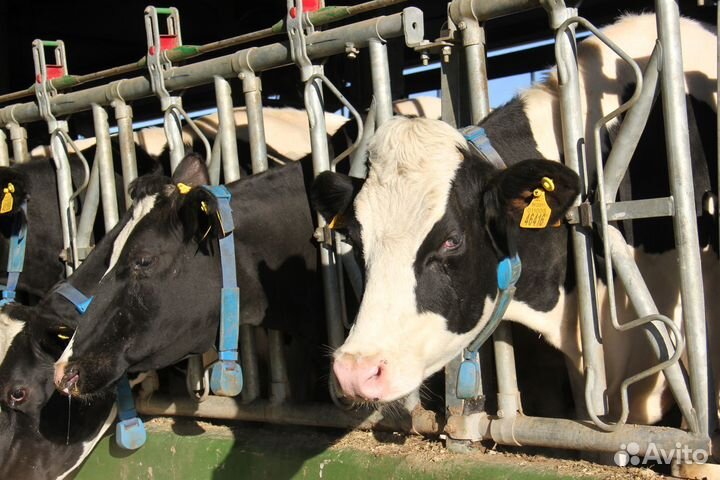 Дояр / Доярка