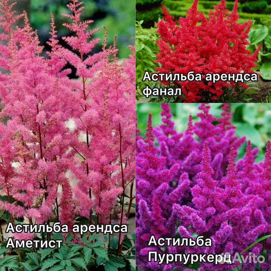 Декоративные кустарники и деревья