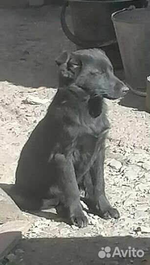 Щенки. мальчики. 3 месяца