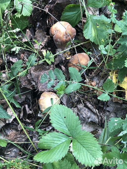 Белые грибы свежие