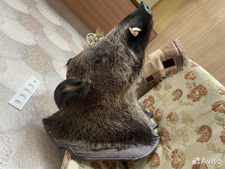 Чучело головы кабана
