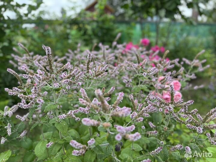 Флокс Коралл, Мята Шоколадная, Мята Душистая