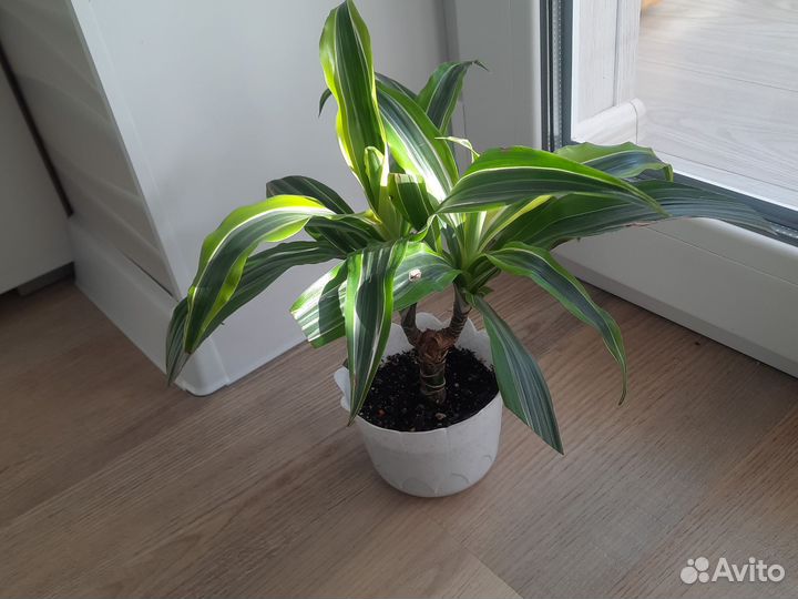 Драцена Лимон Лайм