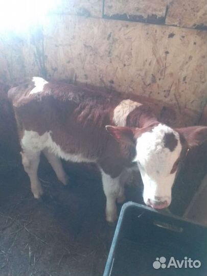 Телочки и бычки