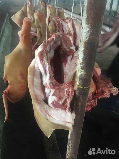 Продам мясо свинина