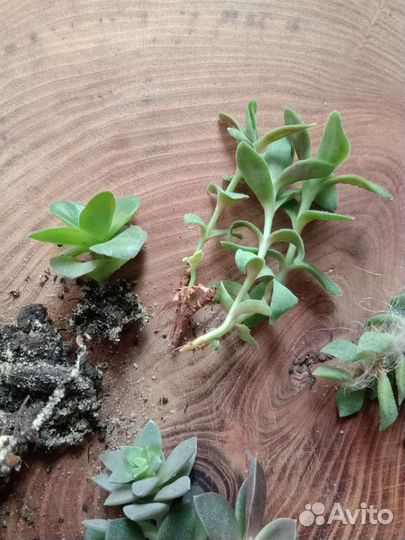 Суккуленты набором