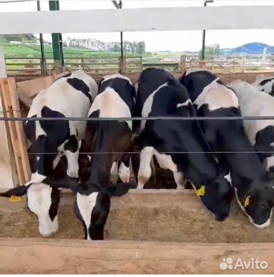 Телята с доставкой до вас