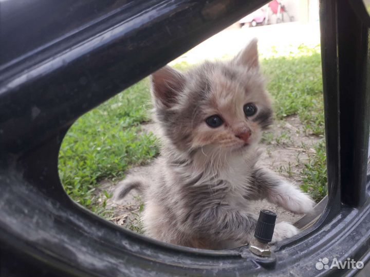 Кошки в добрые руки