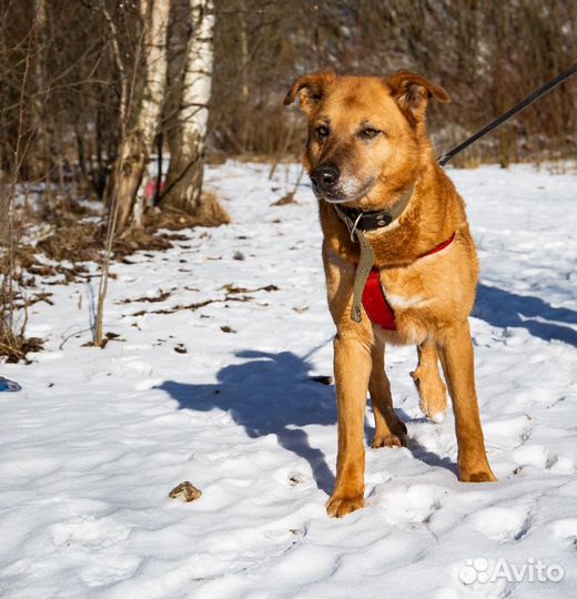 Великолепная собака ищет дом