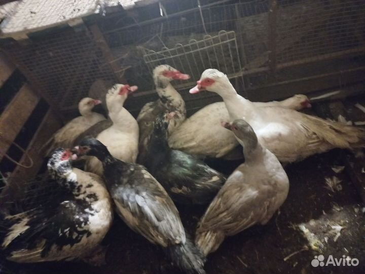 Индоутка, Мускусная утка