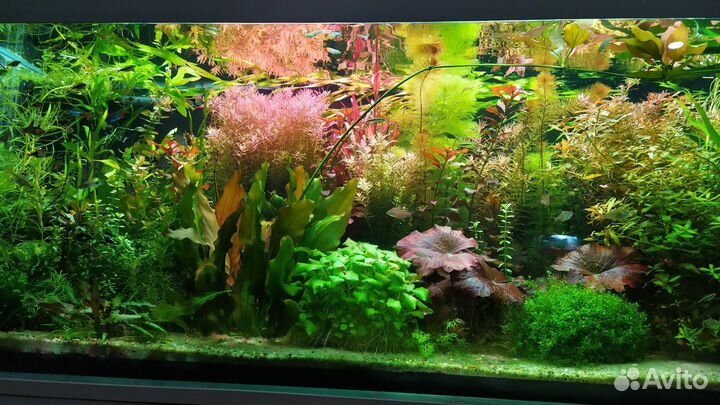 Аквариумные растения