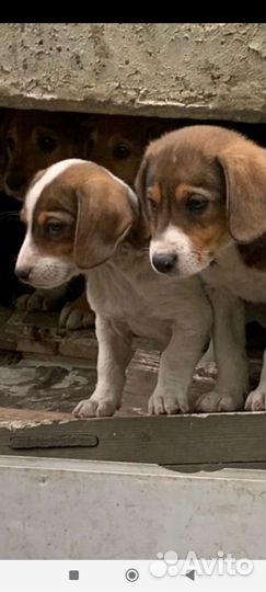 Щенки