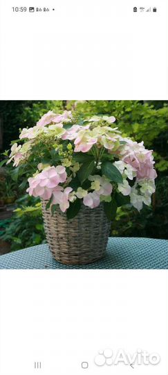 Гортензия ампельная крупнолистная