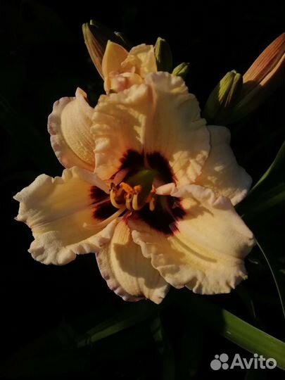 Лилейники и лилии