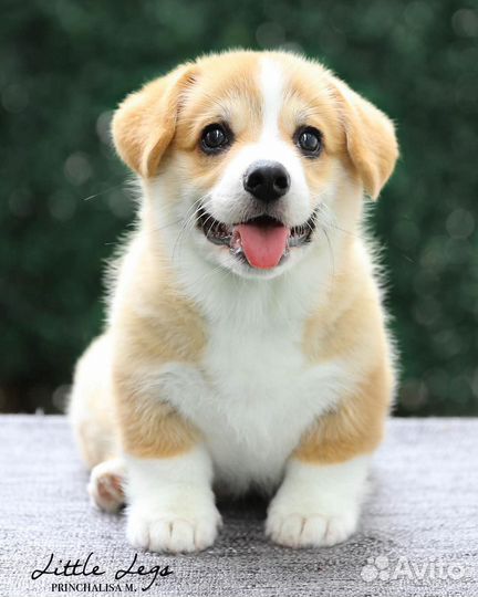 Выгул собак