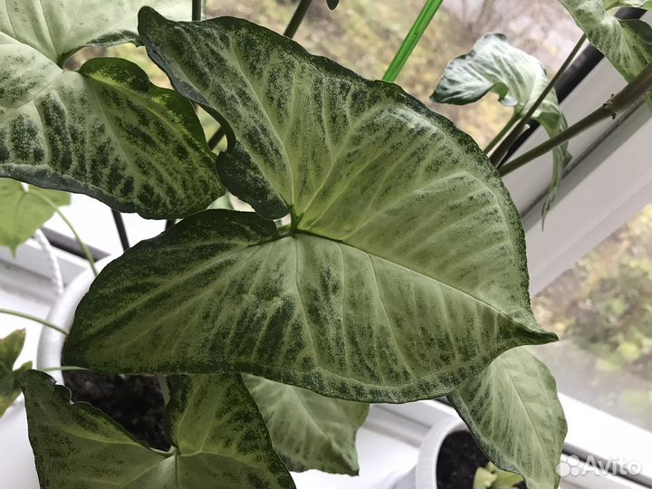 Сингониум отростки