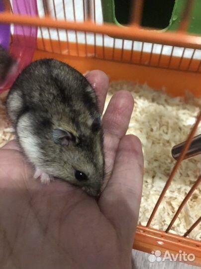 Джунгарские хомячки