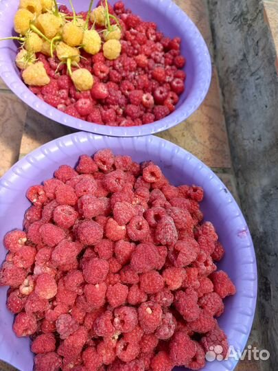 Саженцы ремонтантной малины