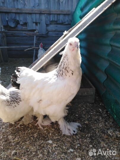 Инкубационное яйцо порода, кур, цесарок, индюков