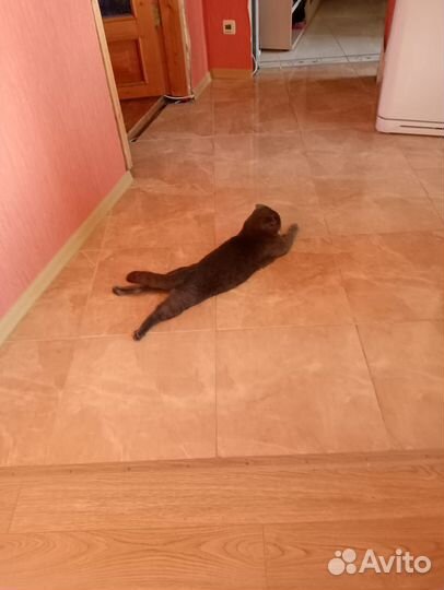 Шотландец вислоухий