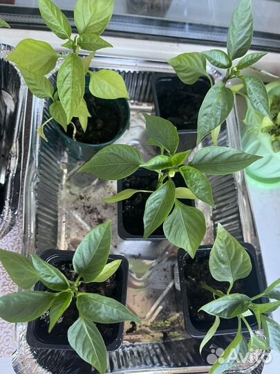 Перец сладкий